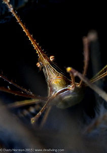 "The Arrow"
A Red Lined Arrow Crab resting in a bunch of... by Dusty Norman 